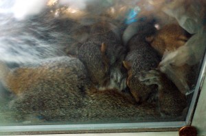 8/22/09 - Sleeping and nursing (32 days old) ©2011 The Squirrel In Our Window—used with permission. 