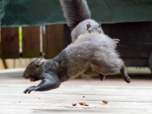 Hoversquirrel attack!