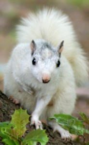 White squirrel looking cute (chest clasp!) in Brevard, N.C. ©John Woestendiek ohmidog.com. Used with permission.