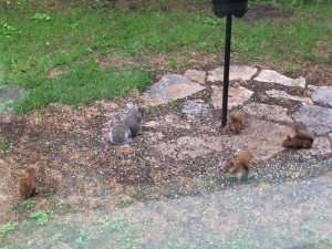Baby squirrels, one Grey and 4 Red, eating sunflower seeds under the bird feeder.